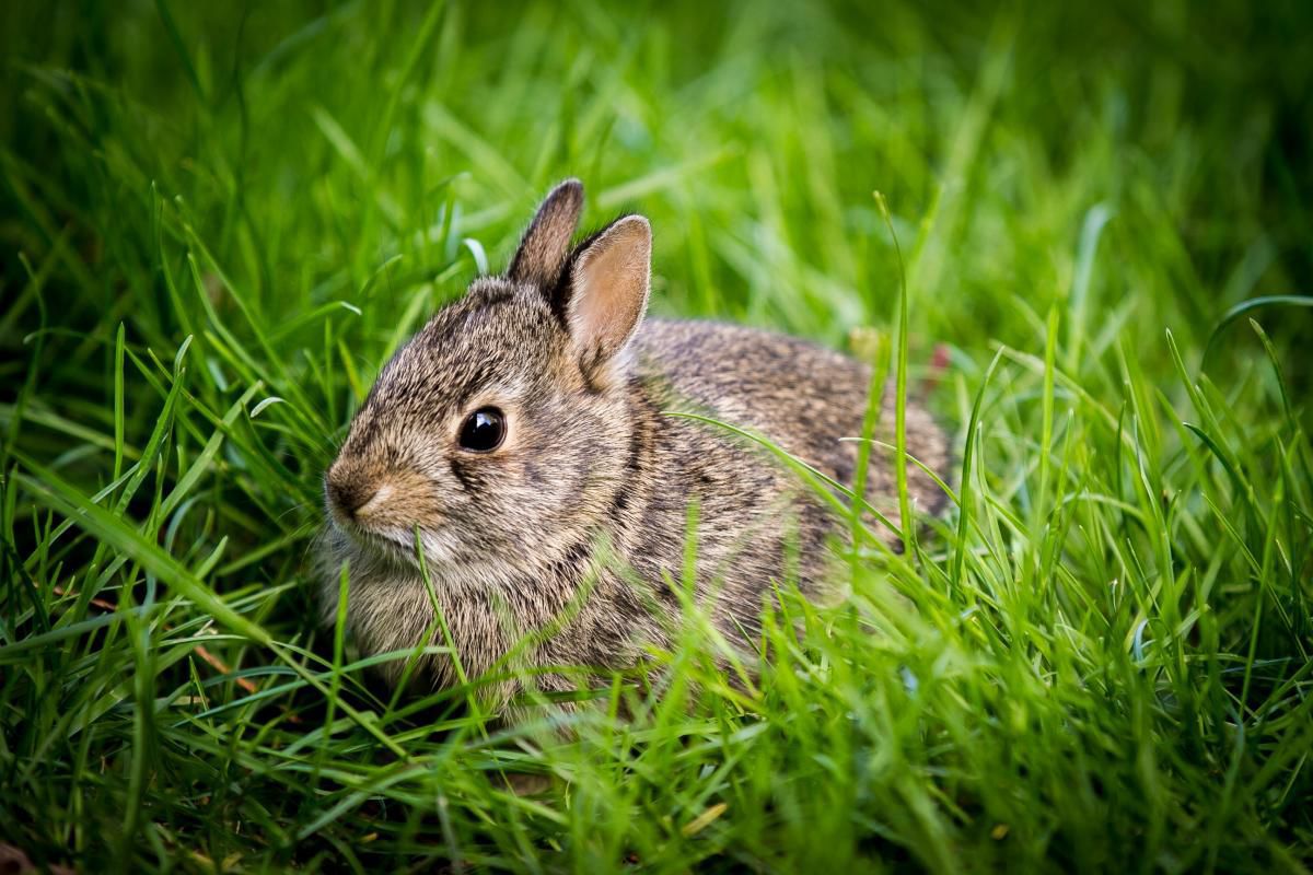 Doug Darelius: Easter bunny in Training